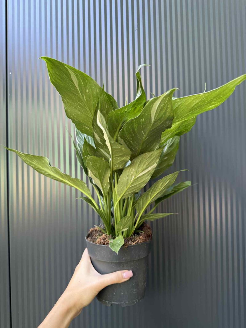 Skrzydłokwiat Diamond Variegata