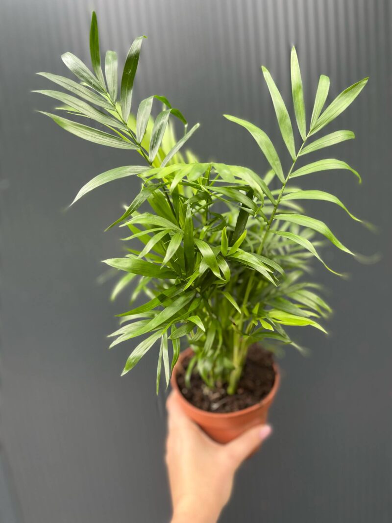 Chamaedorea elegans – palma koralowa