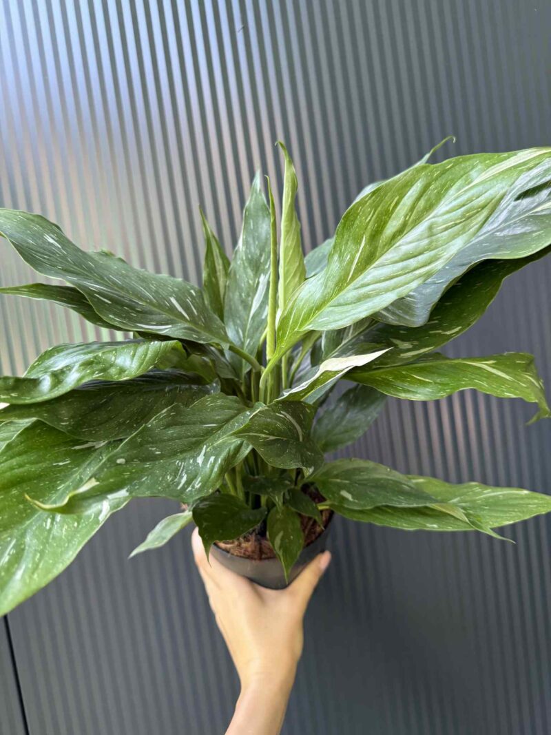 Skrzydłokwiat Diamond Variegata