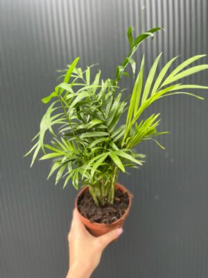 Chamaedorea elegans – palma koralowa