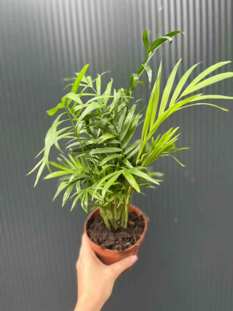 Chamaedorea elegans – palma koralowa