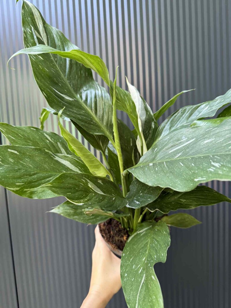 Skrzydłokwiat Diamond Variegata