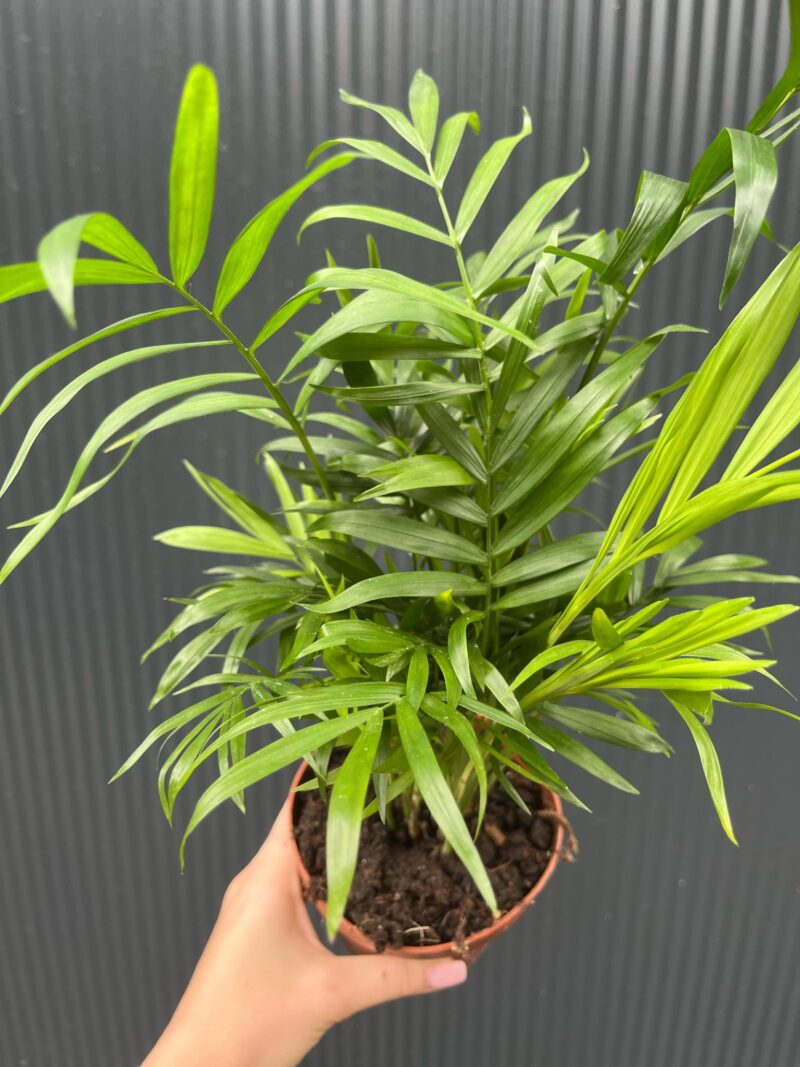 Chamaedorea elegans – palma koralowa