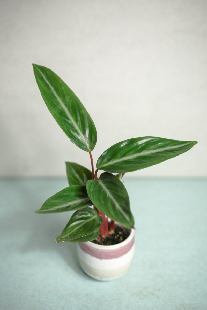 Stromanthe sanguinea