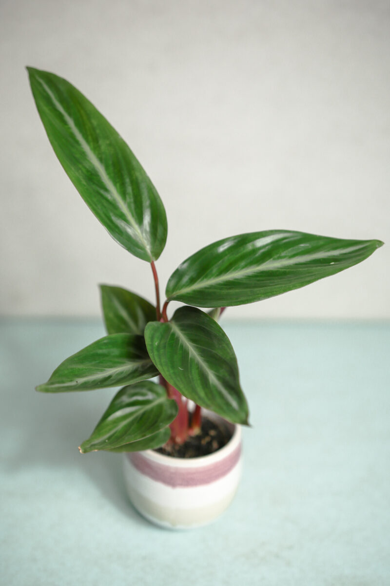 Stromanthe sanguinea