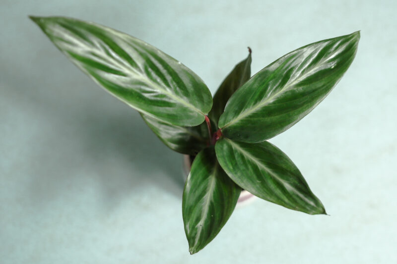 Stromanthe sanguinea