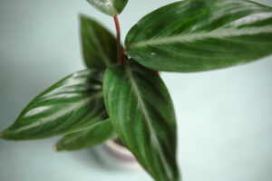 Stromanthe sanguinea