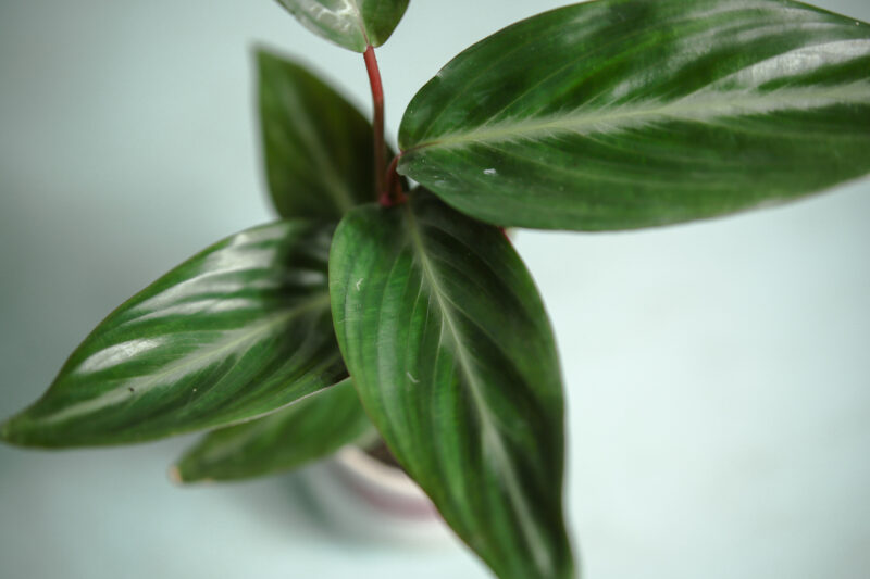 Stromanthe sanguinea