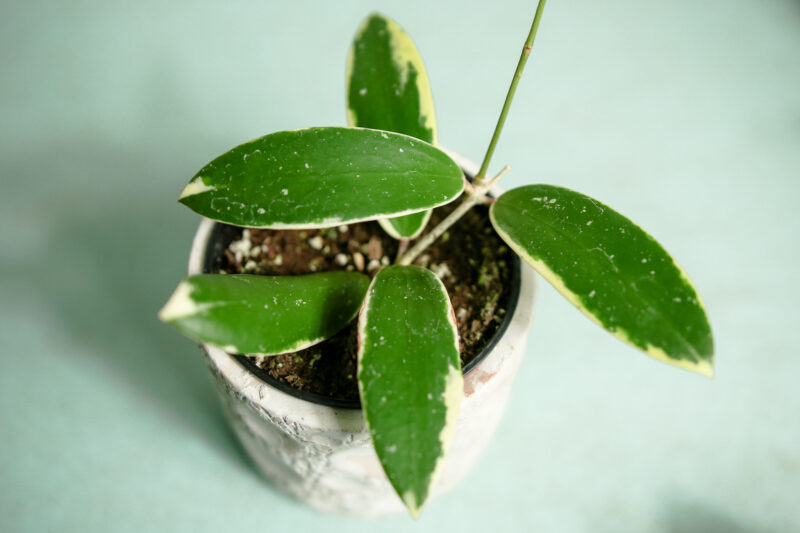 hoya acuta albomarginata