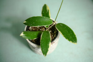 hoya acuta albomarginata