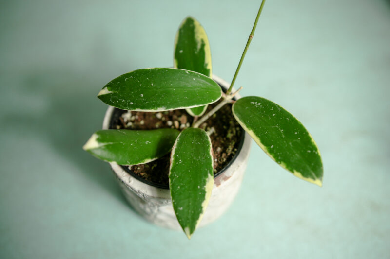 hoya acuta albomarginata