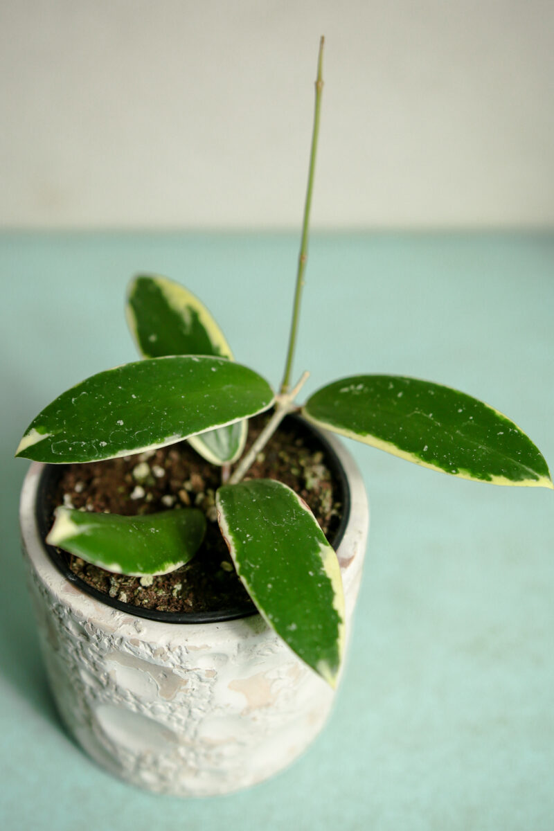 hoya acuta albomarginata