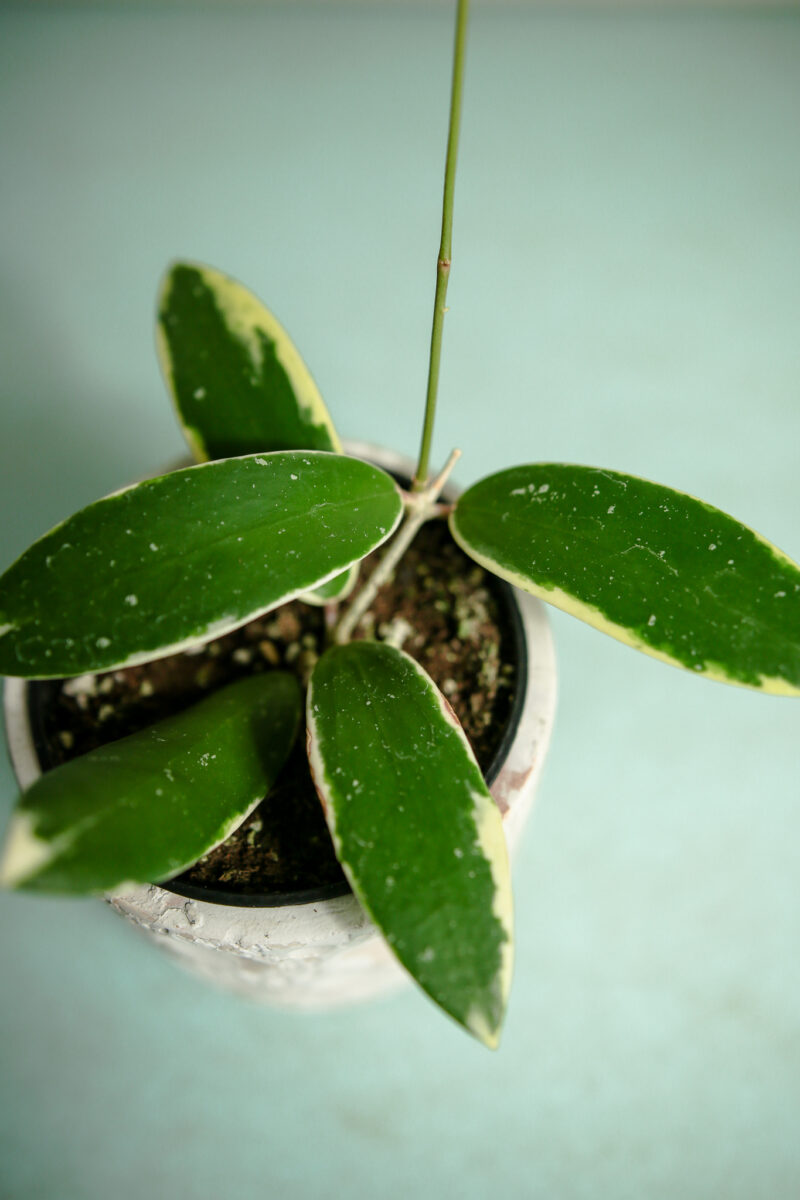 hoya acuta albomarginata