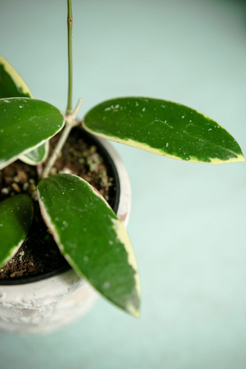 hoya acuta albomarginata