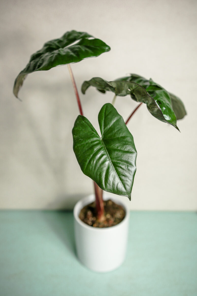 alocasia yucatan princess