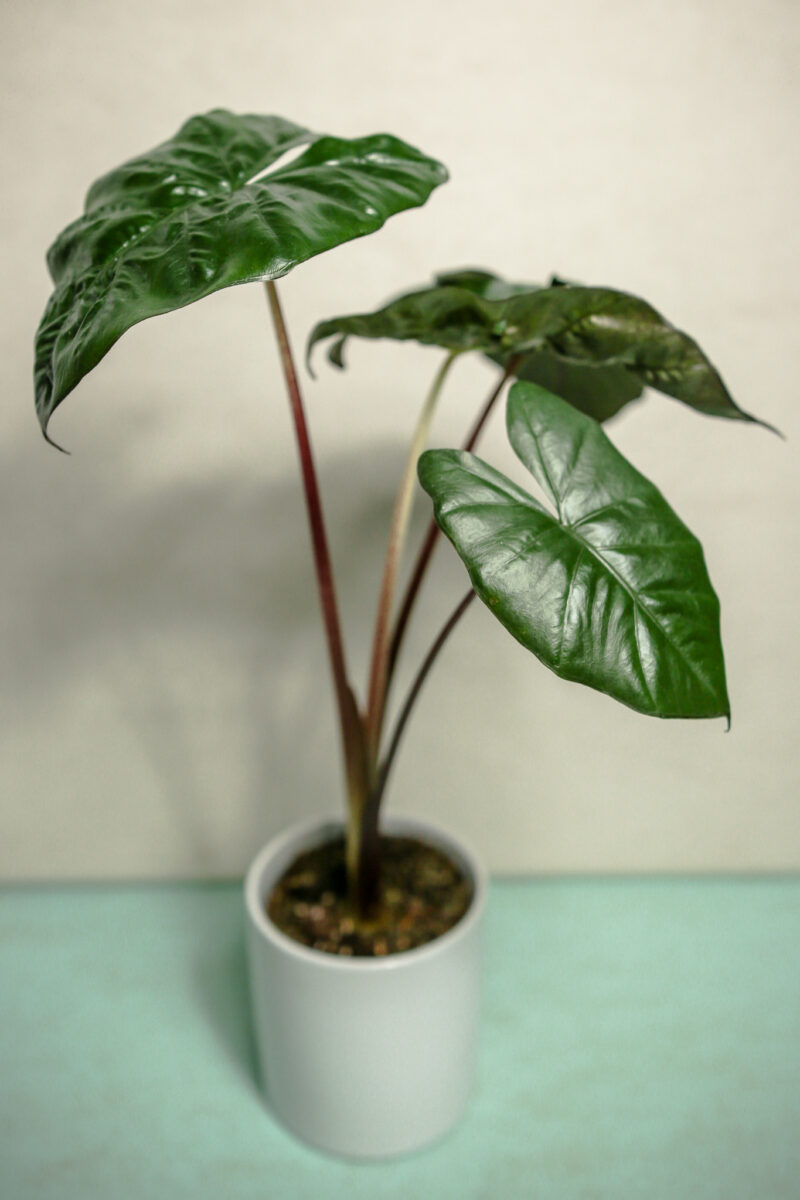alocasia yucatan princess