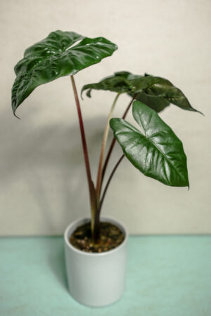 alocasia yucatan princess