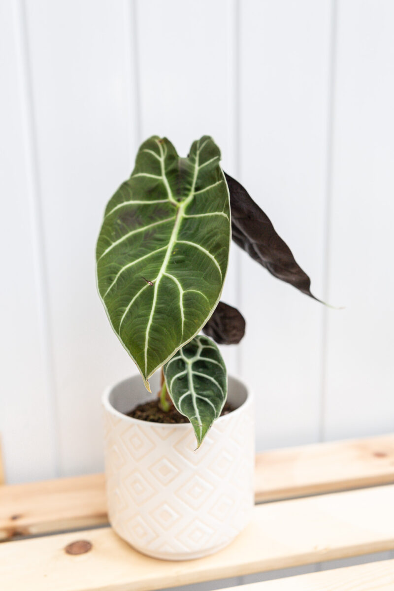 Alocasia Watsoniana