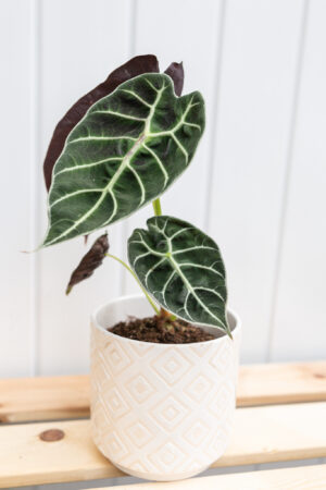 Alocasia Watsoniana