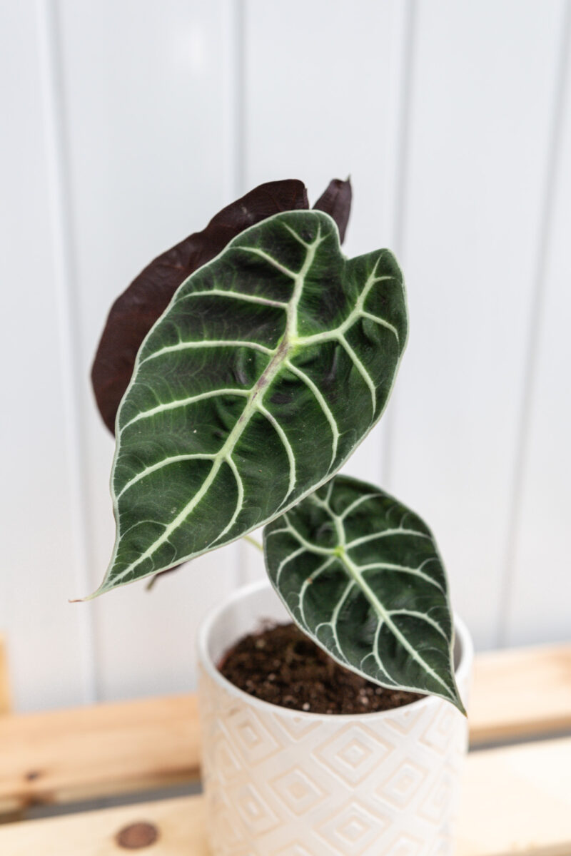 Alocasia Watsoniana
