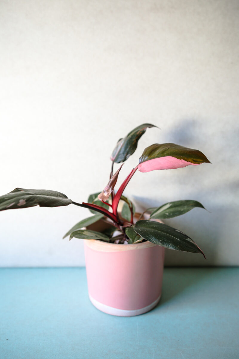 Philodendron Pink Princess rozmiar M