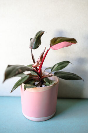 Philodendron Pink Princess rozmiar M