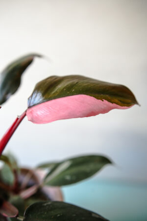 Philodendron Pink Princess rozmiar M