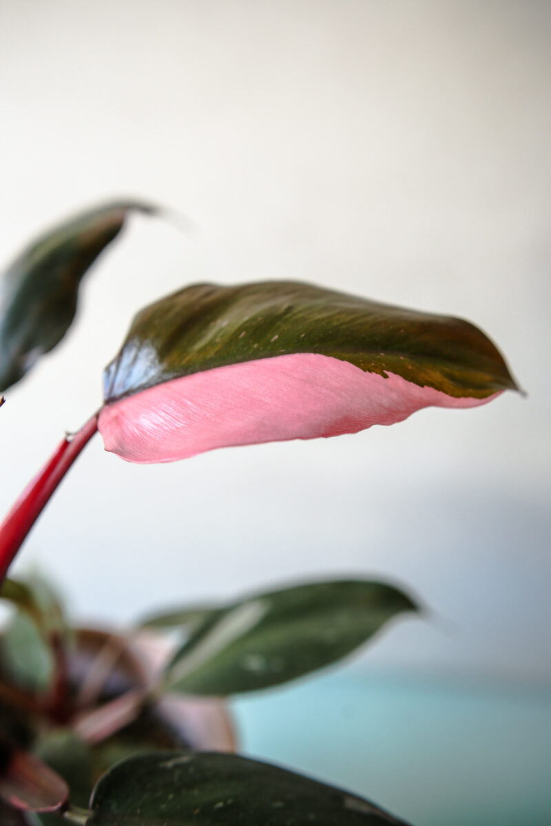 Philodendron Pink Princess rozmiar M