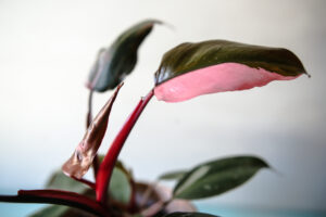 Philodendron Pink Princess rozmiar M