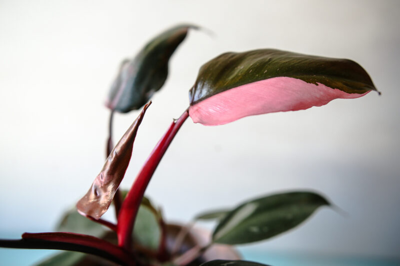 Philodendron Pink Princess rozmiar M