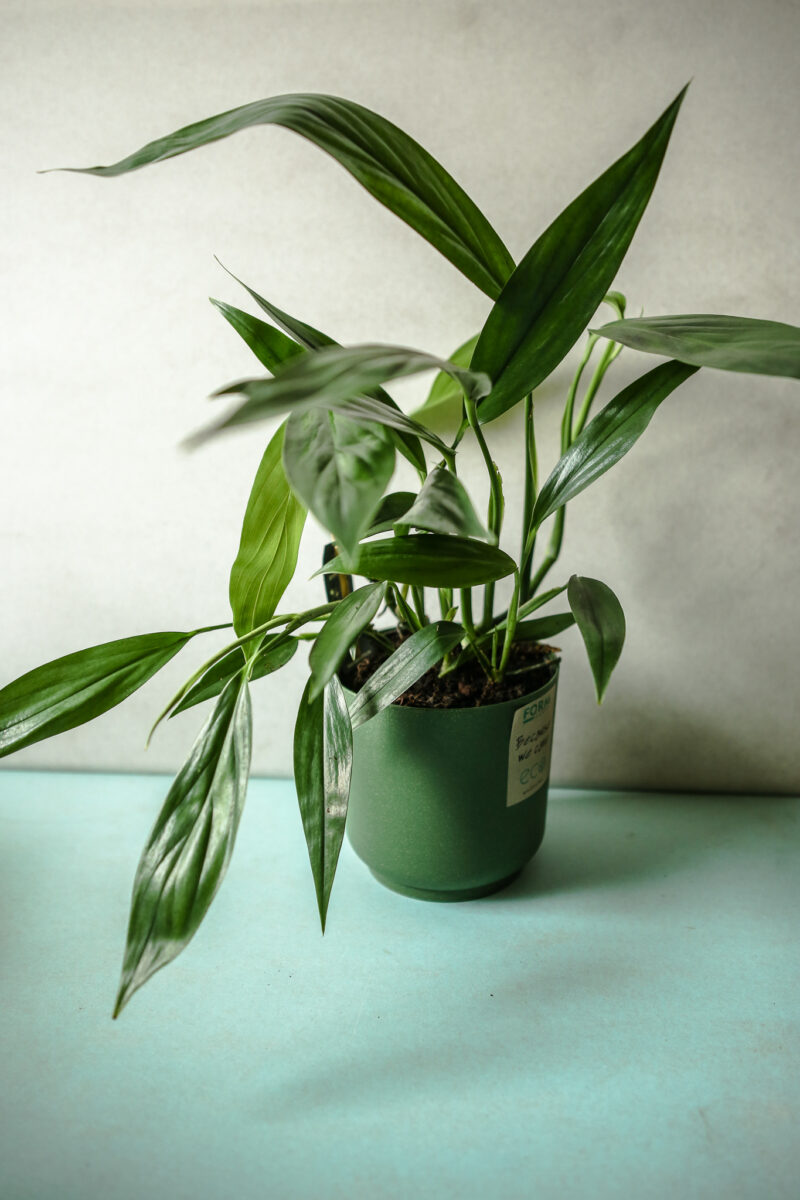 Epipremnum amplissimum Epipremnum amplissimum