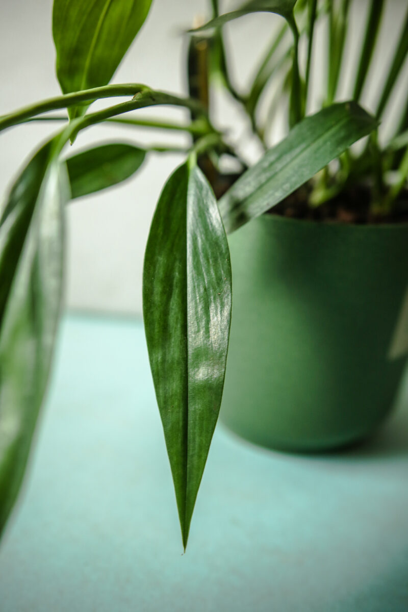 Epipremnum amplissimum