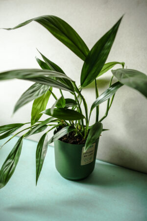 Epipremnum amplissimum