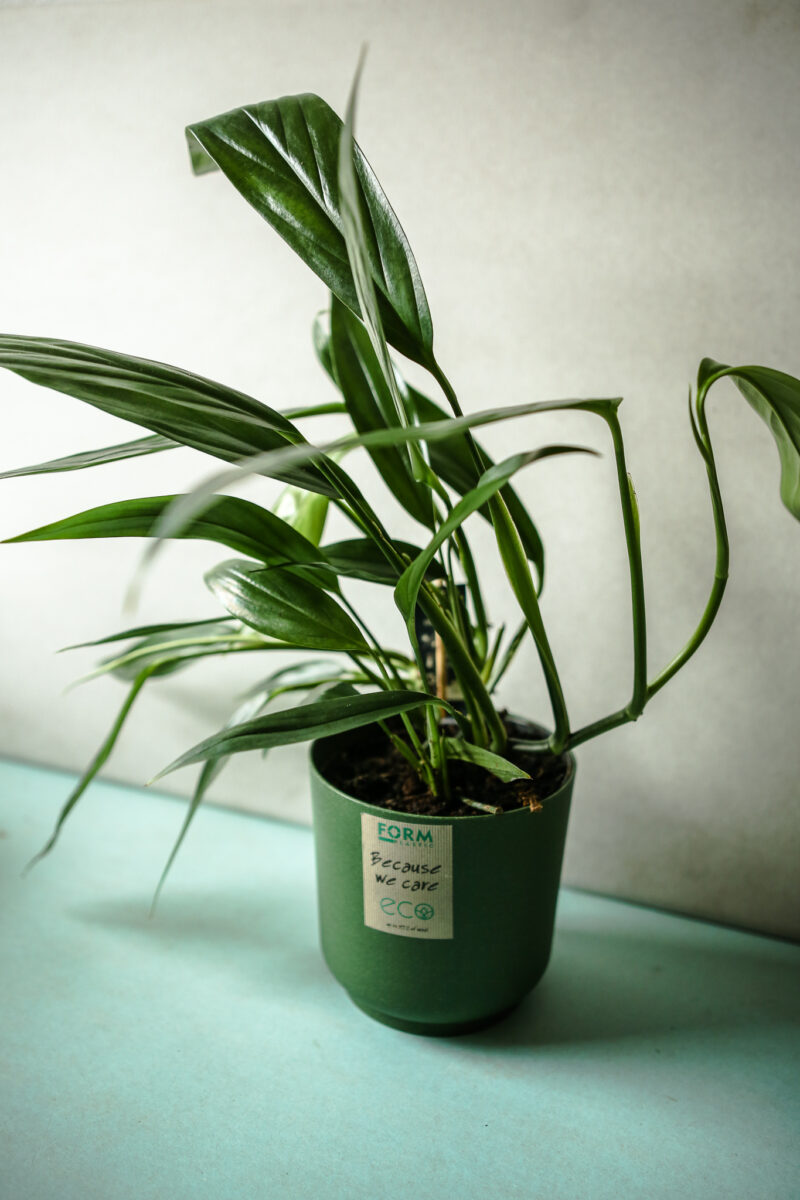 Epipremnum amplissimum