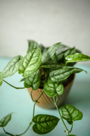 Monstera Siltepecana