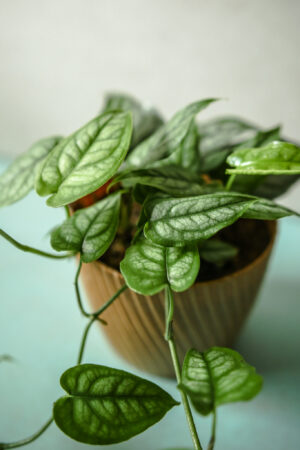 Monstera Siltepecana