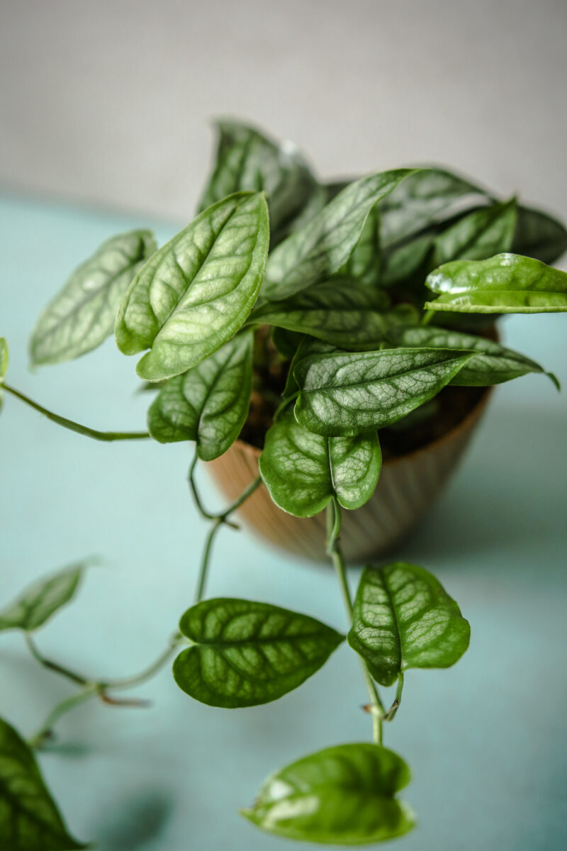 Monstera Siltepecana