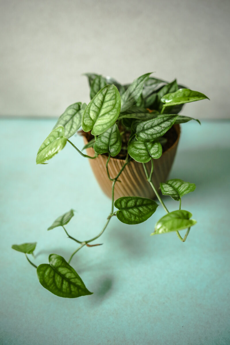 Monstera Siltepecana