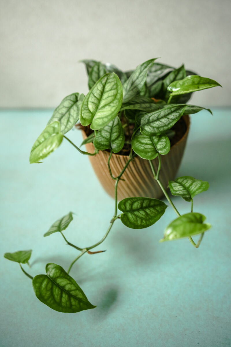 Monstera Siltepecana