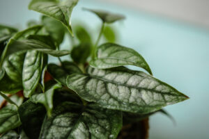 Monstera Siltepecana