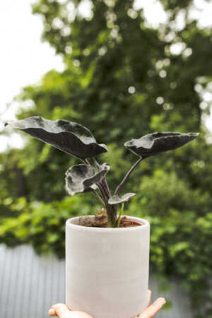 Alocasia Antoro Velvet