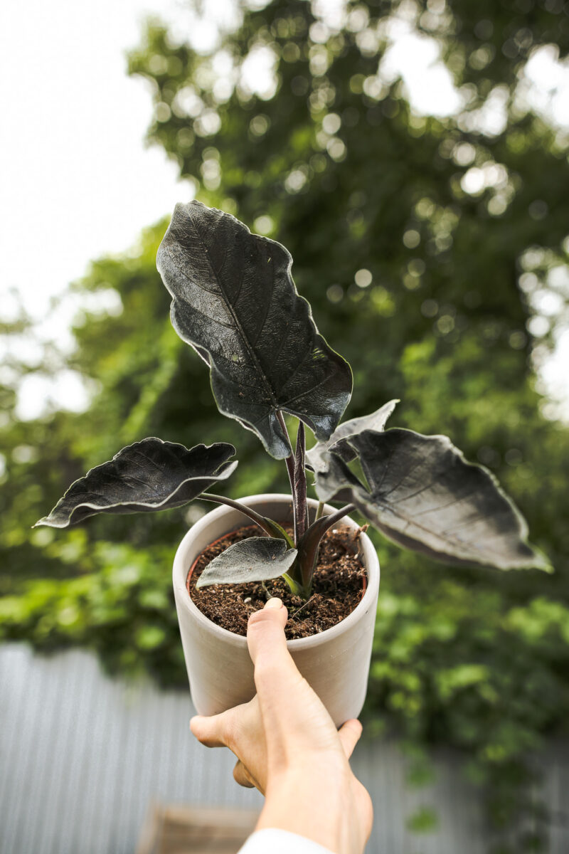 Alocasia Antoro Velvet