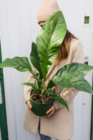 Anthurium Ellipticum