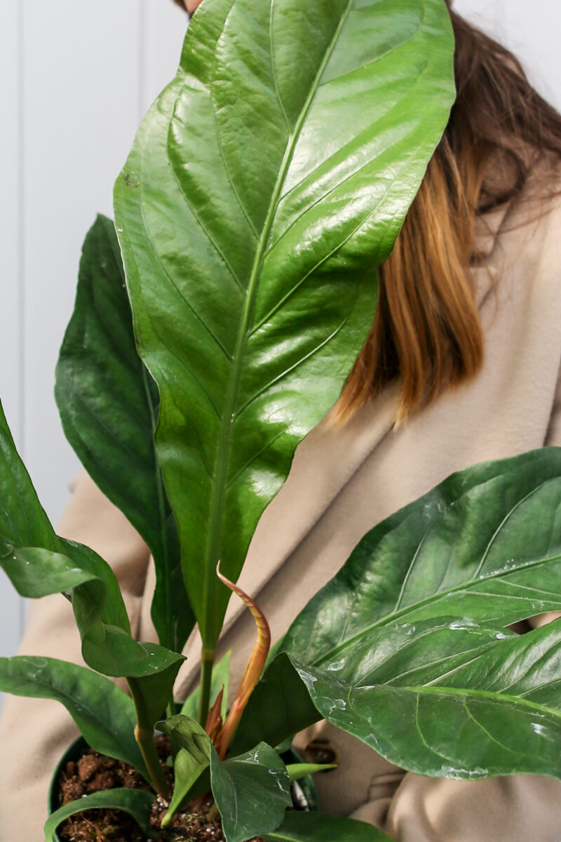 Anthurium Ellipticum