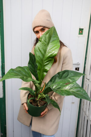 Anthurium Ellipticum