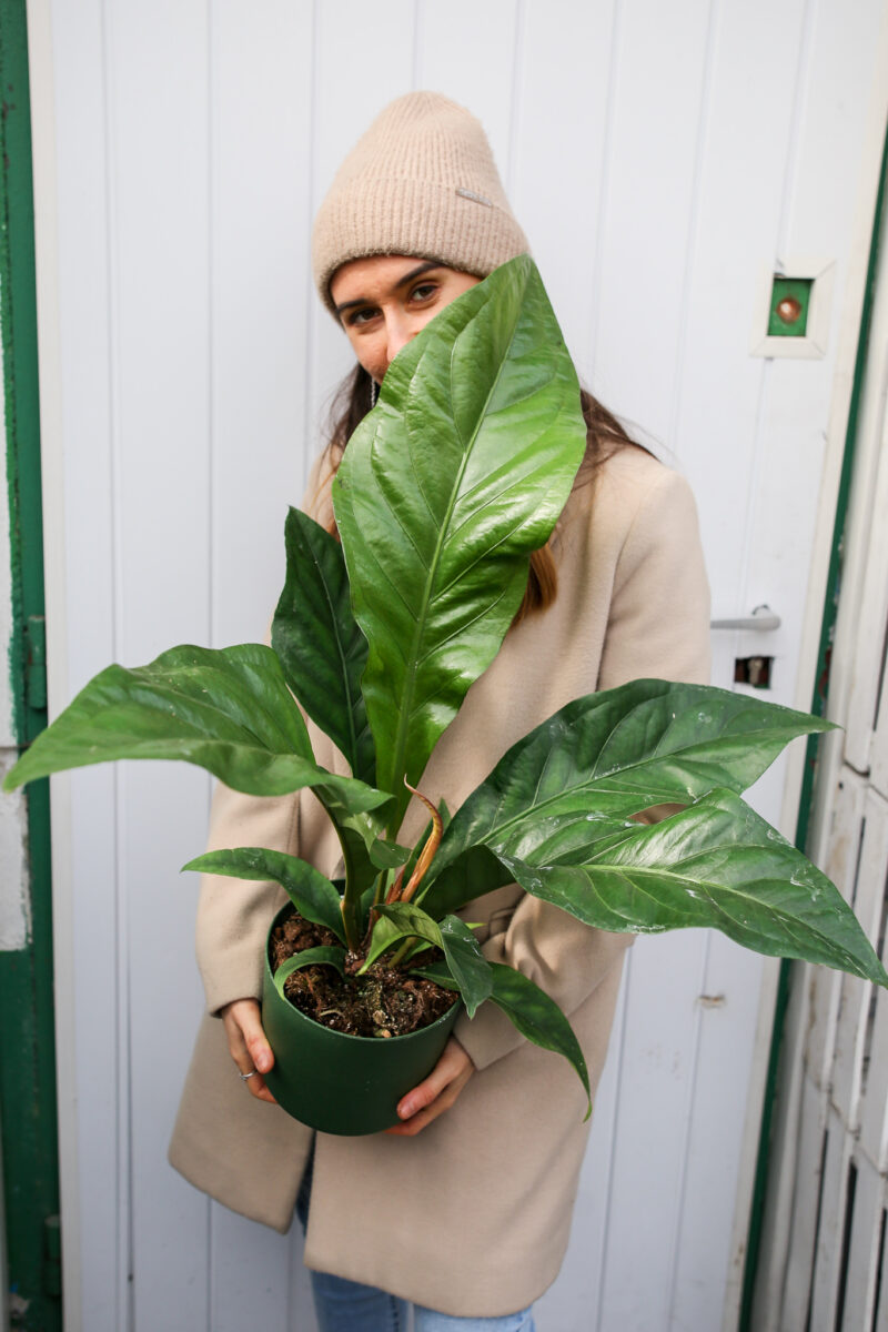 Anthurium Ellipticum