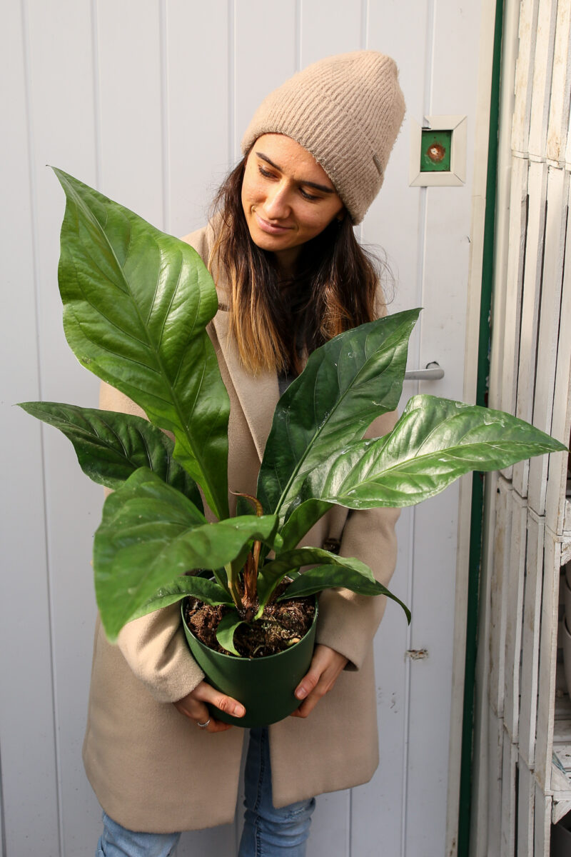 Anthurium Ellipticum