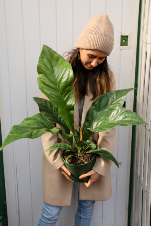Anthurium Ellipticum
