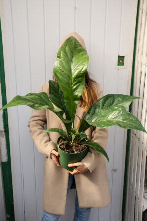 Anthurium Ellipticum