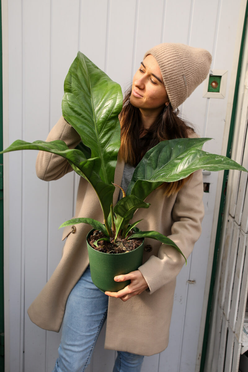 Anthurium Ellipticum